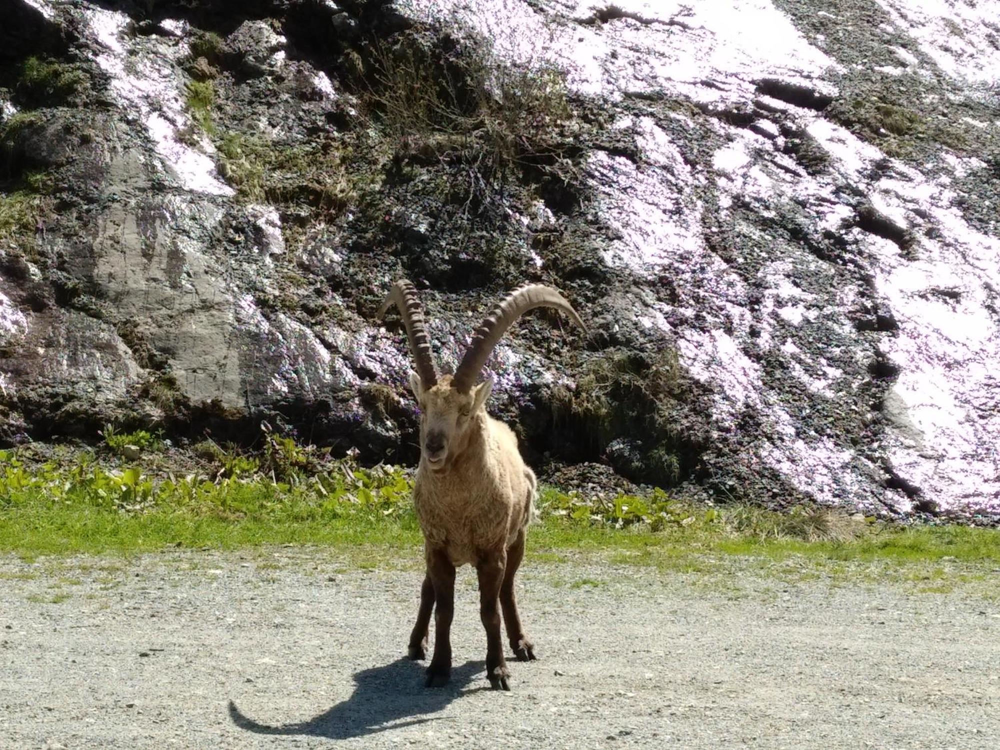 Walser A 13 Kms Chamonix France